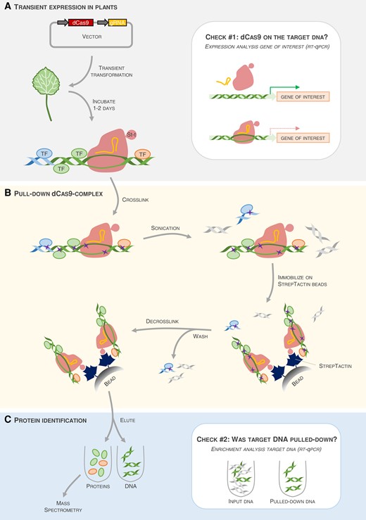 Pipeline of the reverse ChIP based on CRISPR-dCas9 (R-ChIP-dCas9) method. A, The method presented by Wang et al. (2022) is based on transient expression of nuclease-dead Cas9 (dCas9) tagged with a Strep-tag II (St-t) and a guide-RNA (gRNA) complementary to the target DNA of interest. One to two days after transient transformation in plants, the dCas9 (red) binds to the DNA region of interest (here, a promoter, the green double-stranded helix) via the gRNA (orange curved line). This step can be verified (Check #1) by reverse transcription quantitative PCR (RT-qPCR), as the gene of interest driven by this promoter should have lower expression if dCas9 has properly bound to the target region. B, dCas9, DNA, and all proteins bound to the DNA (here, only TFs are shown) are crosslinked (purple crosses) by chemical treatment. DNA is fragmented into pieces of ∼1 kb. Subsequently, the Strep-tag-carrying dCas9 is pulled-down using StrepTactin beads, and the unbound proteins (blue ellipses) and DNA fragments (blue or gray double-stranded helices) are washed away. Finally, the dCas9-complexes are decrosslinked. C, To identify the TFs bound to the DNA region of interest, proteins and DNA are eluted. Via RT-qPCR, enrichment of the targeted DNA in the eluted sample, as compared to the abundance in the input sample, can be verified (Check #2). If the pull-down of the targeted DNA was successful, the eluted proteins can further be identified by mass spectrometry.