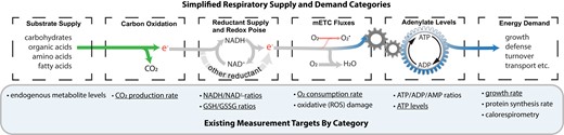 Available measurements for different components in the respiratory supply and demand chain. Measurement targets indicate molecular assays that currently exist. Underlined measurement targets denote those currently amenable to rapid dynamic measurements, making them most suitable for development of further multi-parameter respiration assays. GSH, reduced glutathione; GSSG, oxidized glutathione; ROS, reactive oxygen species; mETC, mitochondrial electron transport chain.