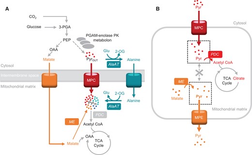 The flexibility and regulation of pyruvate use as a respiratory substrate. A, Multiplicity of pyruvate-supplying pathways to support mitochondrial respiration in Arabidopsis seedlings. B, The imported pyruvate pool does not freely mix with the ME-derived pyruvate pool and is prioritized for oxidation by PDC in isolated mitochondria. AlaAT, alanine aminotransferase; ME, malic enzyme; MPC, mitochondrial pyruvate carrier; MPE, mitochondrial pyruvate exporter; PDC, pyruvate dehydrogenase complex; PGAM-enolase-PK, phosphoglycerate mutase-enolase-pyruvate kinase metabolon. Metabolites: Pyr, pyruvate; Glu, glutamate; 2-OG, 2-oxoglutarate; OAA, oxaloacetate; 3-PGA, 3-phosphoglycerate.