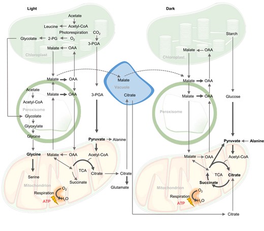 Biochemical pathways of respiratory substrates used in the light and in the dark in plants. The operation of the TCA cycle in a partial mode in the light versus complete mode in the dark is indicated. Bold arrows indicate electron transfer directly or indirectly to the respiratory chain of mitochondria. Bold metabolites are considered direct respiratory substrates.