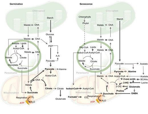 Biochemical pathways of respiratory substrates used during germination and senescence in plants. Bold arrows indicate reactions leading directly or indirectly to electron transfer to the respiratory chain of mitochondria. Bold metabolites are considered direct respiratory substrates. 2-OG, 2-oxoglutarate; 2-HG, 2-hydroxyglutarate; 3PGA, 3-phosphoglyceric acid; A.A, amino acids; BCAAs, branched-chain amino acids; isobut-CoA, isobutyryl-CoA; PEP, phosphoenolpyruvate; OAA, oxaloacetate; Phy-CoA, phytanoyl-CoA. In oily seed germination, malate from glyoxylate cycle and TCA cycle generates glucose, while in starchy seeds glucose comes from starch. The dotted arrow from phytol to phytanoyl-CoA indicates the uncertainty of cellular location of the steps involved. Formate* accumulates under plant stress from an unknown combination of serine degradation during photorespiration, methanol metabolism, or from glyoxylate (Alekseeva et al., 2011).