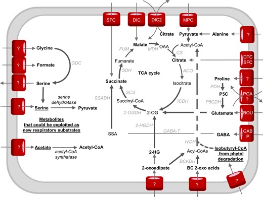 The interplay between mitochondrial transport and catabolic pathways in the use of respiratory substrates in plants. Bold arrows indicate electron-transfer reactions. Bold metabolites are considered respiratory substrates. Underlined metabolites have the potential to become respiratory substrates if proposed mitochondrial carriers and catabolizing enzymes exist or are artificially introduced into mitochondria. The dotted line from acyl-CoAs to acetyl-CoA indicates that some steps might not occur in the mitochondria (Hildebrandt et al., 2015). Enzymes: 2-OGDH, 2-oxoglutarate dehydrogenase; 2-HGDH, 2-hydroxyglutarate dehydrogenase; ACO, aconitase; AlaAT, alanine aminotransferase; BOU, A bout de soufflé carrier; CS, citrate synthase; BCKDH, branched-chain amino acid dehydrogenase; DIC, dicarboxylate carrier; FUM, fumarase; GABP, GABA permease; GABA-T, GABA transaminase; GDC, glycine decarboxylase; ICDH, isocitrate dehydrogenase; IVDH, isovaleryl-CoA dehydrogenase; MPC, mitochondrial pyruvate carrier; DTC, di/tricarboxylate carrier; MDH, malate dehydrogenase; ME, malic enzyme; MPC, mitochondrial pyruvate carrier; PGA, proline-glutamate antiporter; PDH, proline dehydrogenase; P5CDH, P5C dehydrogenase; PDC, pyruvate dehydrogenase complex; SCS, succinyl-CoA synthetase; SDH, succinate dehydrogenase; SFC, succinate-fumarate carrier; SSADH, succinic semialdehyde dehydrogenase. Metabolites: 2-OG, 2-oxoglutarate; OAA, oxaloacetate; 2-HG, 2-hydroxyglutarate; P5C, pyrroline-5-carboxylate; SSA, succinic semialdehyde.