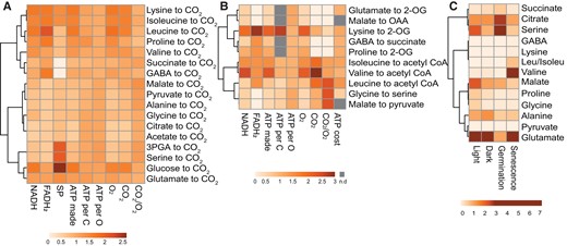 Clustering of respiratory substrates based on their energetic characteristics, stoichiometry of catabolic products, and abundance. A, Complete oxidation of a range of the respiratory substrates mentioned. B, Partial oxidation of mainly amino acids to TCA cycle metabolites. The ATP cost data were retrieved from (Arnold et al., 2015). C, Leaf metabolite content in different conditions. The metabolite amount data in the light (mid-day), dark (midnight), and during senescence (10-day dark-induced) was retrieved from (Lee et al., 2021) and germination metabolite data is retrieved from (Fait et al., 2006). All other parameters were calculated from the catabolism of each substrate. Data were column centered before generating heatmaps using Clusvis Heatmap, values are fold difference to column average for visualization. See Supplemental Table 1 for actual values. n.d., not determined; OAA, oxaloacetate; GABA, gamma-aminobutyric acid; 2-OG, 2-oxoglutarate; 3-PGA, 3-phosphoglyceric acid; SP, substrate level phosphorylation.