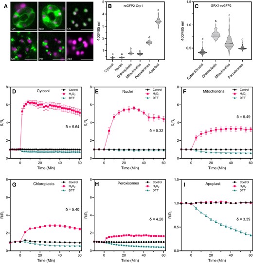In vivo characterization of roGFP2-Orp1 targeted to different organelles. A, Subcellular localization of roGFP2-Orp1 targeted to the cytosol (Cyt), nuclei (Nuc), chloroplasts (Chl), mitochondria (Mit), peroxisomes (Per), and apoplast (Apo) in guard cells. Representative images of the fluorescence emission through a long-pass filter with a cutoff wavelength at 515 nm after excitation at 470 ± 20 nm. roGFP2-Orp1 and chloroplast fluorescence are depicted in green and magenta, respectively. Scale bars represent 10 µm. B, Initial roGFP2-Orp1 oxidation state in cytosol, nuclei, chloroplasts, mitochondria, peroxisomes, and apoplast. Horizontal lines on violin plots show the median and quartile values. Data are means of at least two independent experiments (n ≥ 40). Different letters indicate significant differences at P < 0.001 based on Tukey's HSD test. C, Initial GRX1-roGFP2 oxidation state in cytosol and nuclei, chloroplasts, mitochondria, and peroxisomes. The oxidation state of roGFP2-Orp1 and GRX1-roGFP2 (ratio 400/485 nm) in untreated condition was measured by multiwell fluorimetry (excitation at 400 ± 8 and 485 ± 8 nm; emission, 525 ± 20 nm) on leaf discs from rosette leaves of 5-week-old plants. Data are means of at least two independent experiments (n ≥ 40). Different letters indicate significant differences at P < 0.001 based on Tukey's HSD test. Horizontal lines on violin plots show the median and quartile values. D–I, In vivo characterization of organelle-targeted roGFP2-Orp1 oxidation and reduction kinetics in response to H2O2 and DTT. Leaf discs of plant expressing roGFP2-Orp1 targeted to the cytosol (D), nuclei (E), mitochondria (F), chloroplasts (G), peroxisomes (H), and apoplast (I) were exposed at t = 0 min to control solution, 100 mM H2O2 or 50 mM DTT. The 400/485 nm fluorescence ratio (R) was measured over time by multiwell fluorimetry (excitation at 400 ± 8 and 485 ± 8 nm; emission, 525 ± 20 nm) and expressed relative to the mean initial ratio (Ri) before treatment (R/Ri). Dynamic range (δ) of probes in each subcellular compartment was calculated from the 400/485 nm excitation ratios for the oxidized and reduced probe. Data are means ± Se from a representative experiment (n ≥ 4). Two-way ANOVA using repeated measures for time and Tukey's multiple comparisons analyses show H2O2 and DTT significantly (P < 0.01) affect R/Ri in all compartments except H2O2 in the apoplast (Supplemental Table S2).