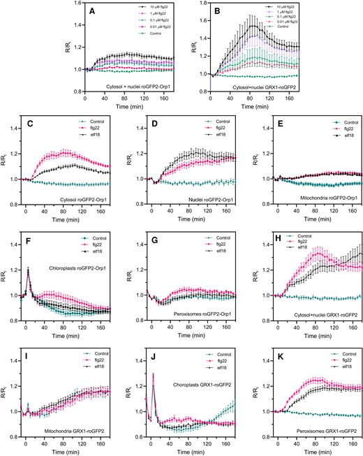 PAMP-induced roGFP2-Orp1 and GRX1-roGFP2 redox dynamics in different subcellular compartments. Dose–response kinetics of cytosolic/nuclear roGFP2-Orp1 (A) and GRX1-roGFP2 (B) oxidation in leaves in response to the PAMP flg22. Leaf discs were exposed at t = 0 min to control solution or different concentrations of flg22. The 400/485 nm fluorescence ratio (R) was measured over time by multiwell fluorimetry and expressed relative to the mean initial ratio (Ri) before treatment. Data are means ± Se from a representative experiment (n = 6). The experiments have been repeated at least twice with similar results. Kinetics of roGFP2-Orp1 oxidation in the cytosol (C), nuclei (D), mitochondria (E), chloroplasts (F), and peroxisomes (G) and GRX1-roGFP2 oxidation in the cytosol and nuclei (H), mitochondria (I), chloroplasts (J), and peroxisomes (K) in response to PAMPs. Leaf discs (C–K) were exposed at t = 0 min to control solution, 1 µM elf18, or 1 µM flg22. The 400/485 nm fluorescence ratio (R) was measured over time by multiwell fluorimetry and expressed relative to the mean initial ratio (Ri) before treatment. Data are means ± Se from two independent experiments (n ≥ 6, C–F, H, I, K) or a representative experiment (n ≥ 5, G and J). Two-way ANOVA using repeated measures for time and Tukey's multiple comparisons analyses are shown in Supplemental Table S2. All treatments were significantly different from control (P < 0.05) except: B (0.1 µM flg22); F, G (flg22); I, The Rred/Ri and Rox/Ri fluorescence ratios for fully reduced/fully oxidized probes in each compartment (Figure 1) were: cytosol 0.89/5.05; nuclei 0.89/4.76; mitochondria 0.61/3.35; chloroplasts 0.53/2.88, and peroxisomes 0.43/1.79.