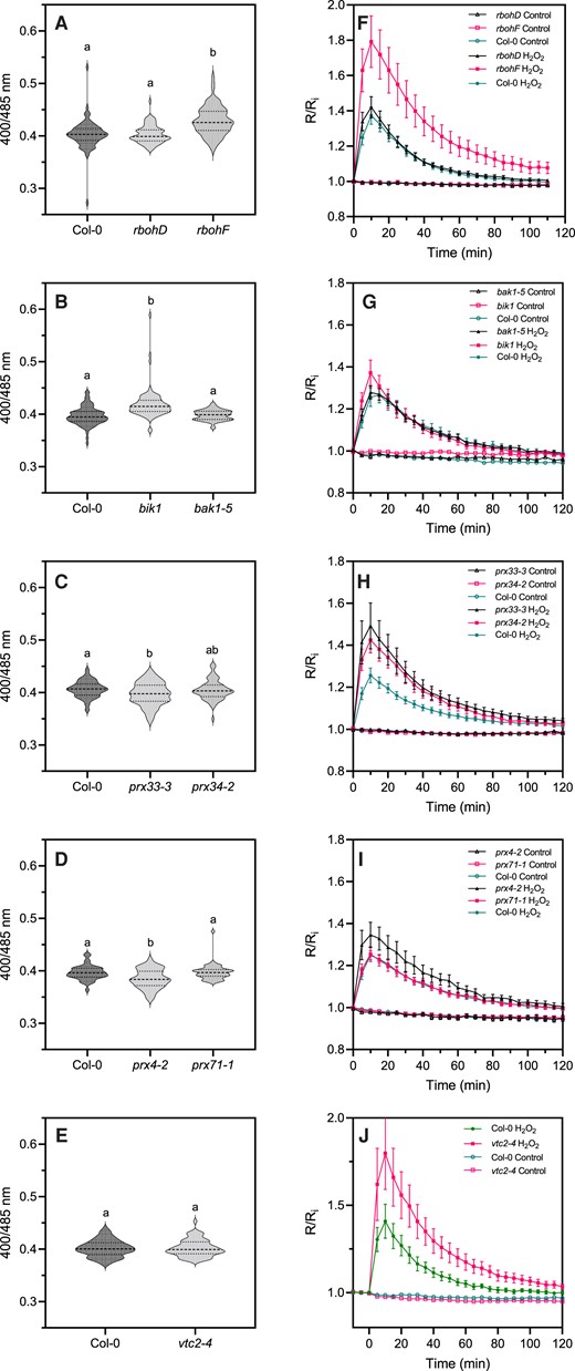 Initial oxidation state and H2O2-induced oxidation of roGFP2-Orp1 in mutants of PTI regulators, NADPH oxidases, and apoplastic peroxidases. Initial cytosolic/nuclear roGFP2-Orp1 oxidation state in rbohD and rbohF (A), bak1-5 and bik1 (B), prx33-3 and prx34-2 (C), prx4-2 and prx71-1 (D) and vtc2-4 (E) mutants. The oxidation state of cytosolic/nuclear roGFP2-Orp1 (ratio 400/485 nm) in untreated conditions was measured by multiwell fluorimetry on leaf discs. Data are means ± Se (Figures H–J) or violin plots with horizontal lines showing the median and quartile values (Figures C–E) from at least three independent experiments (n ≥ 40). Different letters indicate significant differences at P < 0.001 (A, B, and E), P < 0.05 (C), and P < 0.01 (D) based on Tukey's HSD test. Kinetics of cytosolic/nuclear roGFP2-Orp1 oxidation in leaves of rbohD and rbohF (F), bak1-5 and bik1 (G), prx33-3 and prx34-2 (H), prx4-2 and prx71-1 (I), and vtc2-4 (J) mutants in response to exogenous H2O2. Leaf discs were exposed at t = 0 min to control solution or 1 mM H2O2, the 400/485 nm fluorescence ratio (R) was measured over time by multiwell fluorimetry and expressed relative to the mean initial ratio (Ri) before treatment. Data are means ± Se from three independent experiments (n ≥ 15, F–I) or a representative experiment (n ≥ 6, J). Two-way ANOVA using repeated measures for time and Tukey's multiple comparisons analyses are shown in Supplemental Table S2. H2O2 significantly (P < 0.05) increased probe oxidation in all cases. rbohF was significantly (P < 0.05) more oxidized than Col-0. The Rred/Ri and Rox/Ri fluorescence ratios for fully reduced/fully oxidized probes in the cytosol/nuclei (Supplemental Figure S2) were 0.85/5.70.