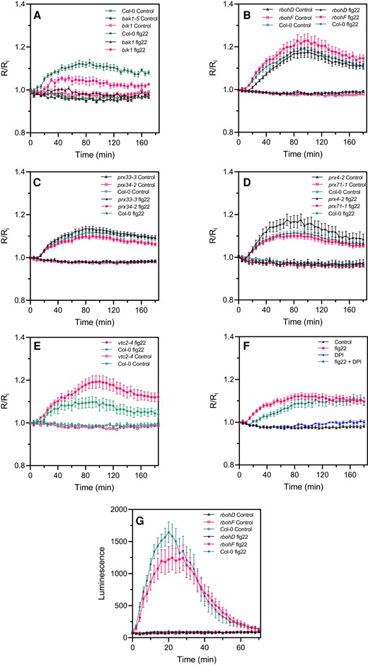flg22-induced intracellular roGFP2-Orp1 redox dynamics in mutants affecting PTI-mediated ROS production in the apoplast. Kinetics of cytosolic/nuclear roGFP2-Orp1 oxidation in leaves of bak1-5 and bik1 (A), rbohD and rbohF (B), prx33-3 and prx34-2 (C), prx4-2 and prx71-1 (D) and vtc2-4 (E), mutants in response to the PAMP flg22. Leaf discs were exposed at t = 0 min to control solution or 1 µM flg22. The ratio 400/485 nm (R) was measured over time by multiwell fluorimetry and expressed relative to the mean initial ratio (Ri) before treatment (R/Ri). Data are means ± Se from three independent experiments (n ≥ 15, B–D). In (A and E), a representative experiment is shown (n = 6). F, Effect of DPI on flg22-induced oxidation of roGFP2-Orp1. After 2 h of pretreatment with control solution or 20 µM DPI, leaf discs from Col-0 were exposed at t = 0 min to control solution or 1 µM flg22. The 400/485 nm fluorescence ratio (R) was measured over time by multiwell fluorimetry and expressed relative to the mean initial ratio (Ri) before flg22 treatment. Data are means ± Se of three independent experiments (n ≥ 10). G, PAMP-induced apoplastic ROS production detected by luminol assay in Col-0 WT, rbohD, and rbohF mutants. The luminescence was measured over time after treatment with control solution or 1 µM flg22 at t = 0 min. Data are means ± Se (n = 6) from a representative experiment. In (A–G), two-way ANOVA using repeated measures for time and Tukey's multiple comparisons analyses are shown in Supplemental Table S2. flg22 significantly (P < 0.05) increased probe oxidation in all mutants except bak1 (A). flg22-treated bik1 and vtc2-4 flg22 were significantly different from flg22-treated Col-0 (A and E). flg22-induced oxidation was significantly decreased by DPI (F). The 400/485 nm fluorescence ratios for fully reduced/fully oxidized probes in the cytosol/nuclei (Figure 1) were 0.85/5.70.