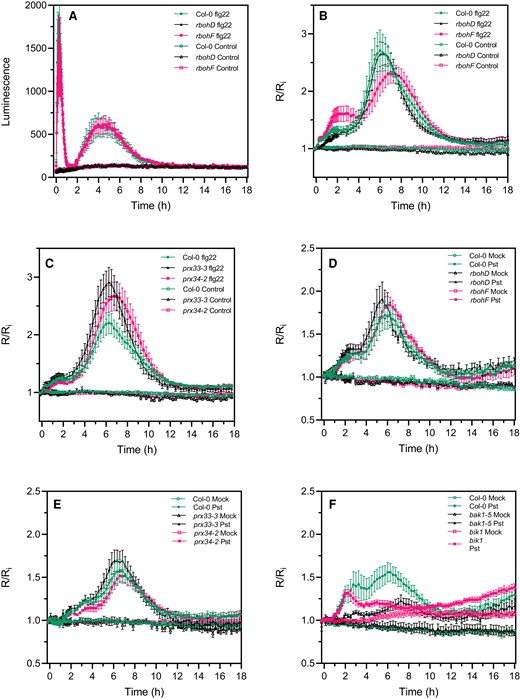 The second PAMP- and bacteria-triggered roGFP2-Orp1 oxidation event in the cytosol is not affected in rbohD, rbohF, prx33-3, and prx34-2 mutants. A, Long-term kinetics of PAMP-induced apoplastic ROS production detected by luminol assay in Col-0 WT, rbohD, and rbohF mutants. The luminescence was measured over time after treatment with control solution or 1 µM flg22 at t = 0 min. Data are means ± Se (n = 5) from a representative experiment. Long-term kinetics of roGFP2-Orp1 oxidation in leaves of rbohD and rbohF (B) and prx33-3 and prx34-2 (C) mutants in response to flg22. Leaf discs were exposed at t = 0 min to control solution or 1 µM flg22. Long-term kinetics of roGFP2-Orp1 oxidation in leaves of rbohD and rbohF (D), prx33-3 and prx34-2 (E), and bak1-5 and bik1 (F) mutants in response to WT Pst DC3000 bacteria. Leaf discs were exposed at t = 0 min to Mock control (10 mM MgCl2) or 108 cfu mL−1Pst DC3000 (Pst) bacteria. In (B–F), the 400/485 nm fluorescence ratio (R) was measured over time by multiwell fluorimetry and expressed relative to the mean initial ratio (Ri) before treatment. Data are means ± Se from two independent experiments (n ≥ 7, B–C, E) or a representative experiment (n ≥ 4, D and F). Two-way ANOVA using repeated measures for time and Tukey's multiple comparisons analyses are shown in Supplemental Table S2. Pst-treated rbohD, rbohF, prx33-3, and prx34-2 mutants were not significantly different to Pst-treated Col-0 (A–E). Pst-treated bak1 was not significantly different to mock bak1-5. Pst-treated bak1-5 and bik1 were significantly different (P < 0.05) to Pst-treated Col-0. Pst-treated rbohD, rbohF, prx33-3, and prx34-2 mutants were not significantly different to Pst-treated Col-0 (A–E). Pst-treated bak1 was not significantly different to mock bak1-5. Pst-treated bak1-5 and bik1 were significantly different (P < 0.05) to Pst-treated Col-0. The 400/485 nm fluorescence ratios for fully reduced/fully oxidized probes in the cytosol/nuclei (Figure 1) were 0.85/5.70.