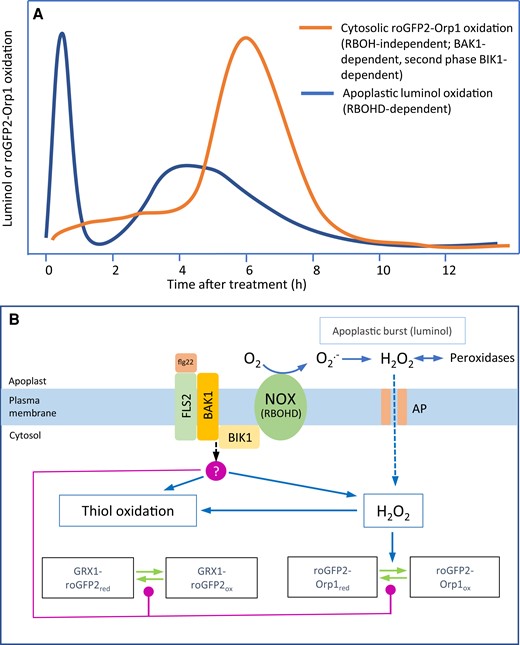 A model of apoplastic and cytosolic oxidative events during the immune response. PAMPs and virulent Pseudomonas syringae cause distinct oxidative events focused, respectively, on the apoplast and cytosol. The apoplastic oxidation has a very rapid large burst followed by a smaller burst at 4 h (A). Both are dependent upon the RBOHD NADPH oxidase isoform and associated with relatively small cytosolic oxidation. In contrast, oxidation of the cytosol-localized biosensors roGFP2-Orp1 and GRX1-roGFP2 starts after the initial apoplastic burst and is followed by a large oxidation event peaking at 6 h (A). This oxidation is independent of RBOHD but dependent on BAK1, the flagellin co-receptor. The second phase is also dependent on the BIK1 kinase and is suppressed by Pseudomonas syringae effectors. roGFP2-Orp1 is H2O2-specific (B), so oxidation could indicate increased H2O2 production in the cytosol. GRX1-roGFP2 oxidation may follow because of H2O2-induced thiol (glutathione) oxidation. BIK1 or BAK1 could activate an unidentified cytosolic H2O2 production mechanism or decrease H2O2 scavenging capacity (B, red circle). Alternatively, BIK1 or BAK1 could mediate decreased activity of thiol/glutaredoxin-based reduction of the biosensors (B, red lines). AP, H2O2 permeable aquaporin; NOX, NADPH oxidase.