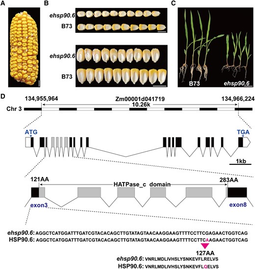 Cloning and phenotypic characteristics of ehsp90.6. A, Ears of heterozygous ehsp90.6 F2 mutants; the white arrow represents homozygous ehsp90.6. Scale bar = 1 cm. B, Mature seeds of B73 and ehsp90.6. Scale bar = 1 cm. C, Seedlings of B73 and ehsp90.6 at 14 day after germination (DAG). Scale bar = 5 cm. D, Genomic location, structure, and mutation site of ehsp90.6. ehsp90.6, EMS mutant of hsp90.6.
