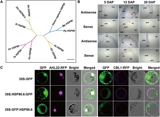 HSP90.6 is a heat shock protein located in the cytoplasm and nucleus. A, Phylogenetic relationship of HSP90.6 and its homologs. Scale bar = 0.2 amino acid replacement rate. (B) In situ hybridization analysis of the expression of HSP90.6 in LH244 seeds at different stages. Scale bar = 200 μm. AL, aleurone layer; emb, embryo; end, endosperm; ESR, embryo-surrounding region; nuc, nucellus; per, pericarp; scu, scutellum; SE, starchy endosperm. C, Subcellular localization of HSP90.6 and its colocalization with organelle markers in maize protoplasts. AtAHL22-RFP, nuclear marker; AtCBL1-RFP, cell membrane marker. Scale bar = 5 μm.