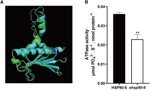Comparison of HATPase_c structure and verification of its activity in WT and ehsp90.6. A, Comparison of predicted WT and ehsp90.6 HATPase_c domain structures. Green represents HSP90.6, cyan represents ehsp90.6, and red and blue represent amino acid mutation sites. B, ATPase activity of HSP90.6 and ehsp90.6. Molybdenum blue method was used to determine the concentration of , and the reaction rates were calculated between 0 and 10 s. For each sample, three independent biological replicates were analyzed. Values are averages and error bars are SDs. n = 3. **, P < 0.01 (Student's t test).