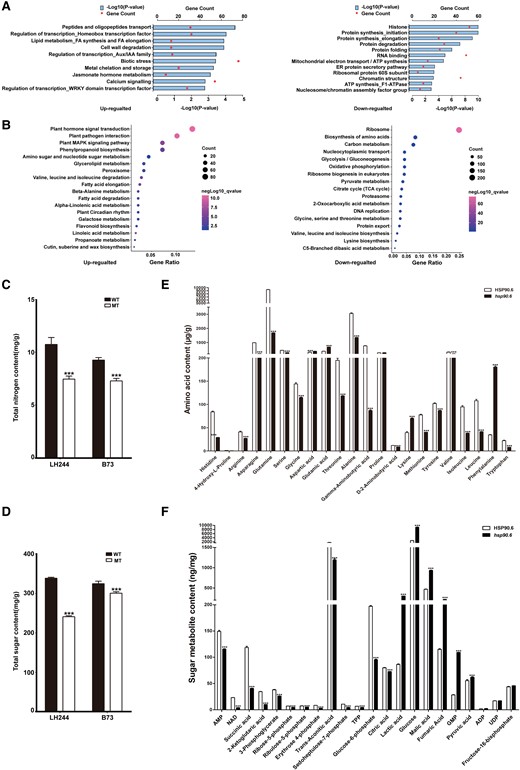 Effects of hsp90.6 on seed development. A, Functional classification of DEGs between hsp90.6 and WT. B, KEGG pathway enrichment analysis of the DEGs. C, Total nitrogen content in wild-type aPO43−nd hsp90.6/ehsp90.6 samples. D, Total sugar content in wild-type and hsp90.6/ehsp90.6 samples. The sugar and nitrogen contents in LH244 and hsp90.6, B73 and ehsp90.6 were measured, respectively. E, The amino acid contents in HSP90.6 and hsp90.6. F, The sugar metabolite contents in HSP90.6 and hsp90.6. For each sample, three independent biological replicates were analyzed. Values are averages and error bars are SDs. n = 3. ***, P < 0.001 (Student's t test).