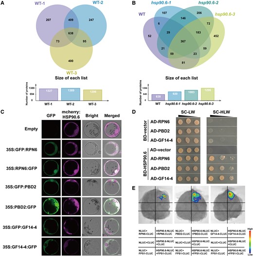 Screening, colocalization, and interaction of HSP90.6-interacting proteins. A, Venn diagram of IP-MS results of three biological repeats of WT. The proteins obtained in three biological repeats of WT overlapped, and 638 proteins were obtained. B, Venn diagram of IP-MS results of three biological repeats of WT overlapping with three biological repeats of hsp90.6. Non-specific binding proteins were removed from the 638 proteins through overlapping with the proteins obtained in hsp90.6, and 52 interacting proteins were finally obtained. Three candidate proteins RPN6, PBD2, and GF14-4 were screened by the results of KEGG and related studies of 52 interacting proteins. The IP was performed with anti-HSP90.6 in WT (LH244) and hsp90.6, with WT as the experimental group and hsp90.6 as the negative control. C, Subcellular localization showing that HSP90.6 colocalizes with RPN6 and PBD2 and overlaps with GF14-4. Scale bar = 5 μm. D, Yeast two-hybrid assays showing that HSP90.6 interacts with RPN6, PBD2, and GF14-4. AD, activating domain; BD, binding domain. E, LCI showing that HSP90.6 interacts with RPN6, PBD2, and GF14-4. The fluorescent signal intensities represent their interaction activities. FPS1 (Farnesyl Pyrophosphate Synthetase 1), negative control.