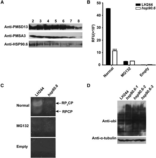 Hsp90.6 reduces 26S proteasome activity. A, Total protein extracted from the embryos and endosperm at 18 DAP were separated by a molecular sieve and then analyzed by Western blotting in conjunction with anti-HSP90.6, anti-PSMD13, and anti-PMSA3. PSMD13 encodes a non-ATPase subunit of the 19S regulator. PMSA3 encodes a 20S core α subunit. B, 26S proteasome activity analysis of embryos and endosperm at 18 DAP in solution. RFU, relative fluorescence units; Normal, 26S proteasome and Suc-LLVY-AMC; MG132, 26S proteasome, Suc-LLVY-AMC and MG132; Empty, Suc-LLVY-AMC. For each sample, three independent biological replicates were analyzed. Values are averages and error bars are SDs. n = 3. ***, P < 0.001 (Student's t test); (C) 26S proteasome activity in-gel analysis of embryos and endosperm at 18 DAP; (D) Ubiquitinated proteins of embryos and endosperm at 18 DAP were analyzed by Western blotting in conjunction with anti-ubi.