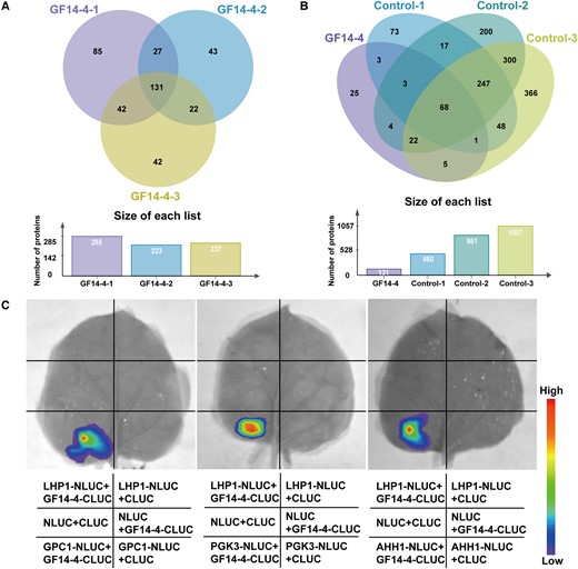 Identification and verification of GF14-4 interaction proteins. A, Venn diagram of IP-MS results of three biological repeats of GF14-4. The proteins obtained in three biological repeats of GF14-4 overlapped, and 131 proteins were obtained. B, Venn diagram of IP-MS results of three biological repeats of GF14-4 overlapping with three biological repeats of control. Non-specific binding proteins were removed from the 131 proteins through overlapping with the proteins obtained in control, and 25 interacting proteins were finally obtained. C, LCI showing that GF14-4 interacts with GPC1, PGK3, and AHH1. The IP was performed with anti-GFP in LH244 protoplasts, with GF14-4 as the experimental group and control as the negative control. GF14-4, GF14-4-GFP fusion protein was expressed in LH244 protoplasts by 35S:GF14-4:GFP; Control, GFP protein was expressed in LH244 protoplasts by 35S:GFP. C, LCI showing that GF14-4 interacted with GPC1, PGK3, and AHH1. LHP1 (Like Heterochromatin Protein 1), negative control.
