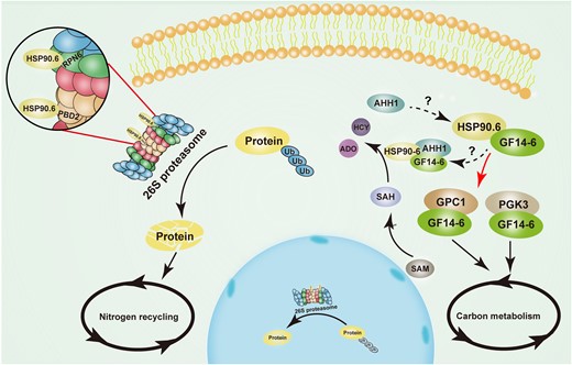 Model of ZmHSP90.6 regulating nutrient metabolism in maize seed development. HSP90.6 interacts with RPN6/PBD2 (PRC2) to regulate 26S proteasome activity and nitrogen recycling. In addition, HSP90.6 interacts with GF14-4 to regulate PGK3 and GPC1 to participate in carbon metabolism. HSP90.6 may form a trimer with GF14-4 and AHH1 to participate in SAH hydrolysis. The red arrow indicates the molecular mechanism revealed in the work. ADO, Adenosine; HCY, l-homocysteine; SAM, S-adenosyl-methionine; SAH, S-adenosyl-l-homocysteine; Ub, Ubiquitin.