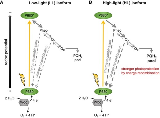 A scheme of photochemical reactions of photosystem II (PSII) and relative flux differences between low- and high-light isoforms of D1 protein. A, Expression of the low-light D1 isoform led to less charge separation by PSII, enabling more efficient water oxidation with less QA charge recombination. B, The high-light isoform of D1 protein enables more charge separation, which results in less efficient water oxidation, more charge recombination at QA and better photoprotection due to more charge recombination. Text size and line thickness indicate relative flux differences between both isoforms. P680, reaction center of photosystem II and its excited variant denotated as P680*; Pheo, pheophytin; PQH2, plastoquinol; QA, primary quinone; QB, primary quinone; WOC, water-oxidizing complex. Modified after Zhang et al. (2022).
