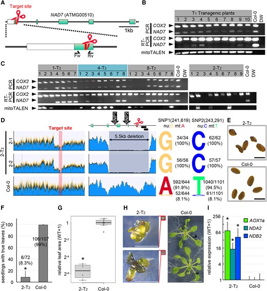 Genotypes and phenotypes of nad7 KD or KO plants. A, The target and genomic structure of NAD7. Red indicates the target site of mitoTALEN. Boxes and green correspond to the five exons and coding sequences of NAD7. Arrows indicate the primer sets used in B–C. B, C, Genotyping of mitoTALEN-transfected T1 (B) and representative T2 lines (C). Multiplex PCR and RT-PCR using a mixture of two primer sets to amplify NAD7 and COX2 (control). The strain name of T2 corresponds to the T1 transformant in (B). D, Coverage graph of Illumina short reads from WGS mapped to the Arabidopsis wild-type mitochondrial genome (BK010421). From left to right, entire mitochondrial genome (Left), around the target (middle), and the ratio of the nuclear (NUMT) type reads to the mitochondrial type reads at two SNPs in the deletion region (right). The top row of the middle column shows the target sequence and its surrounding region, and the two black arrowheads on the right side show the ORFs (ORF107C and ORF141). E–H, Phenotypic analysis in 2-T2. Seed morphology (E). Survival rates of seedlings (F), values are mean ± SD of three independent growth trials on 1% sucrose × 1/2 MS solid medium. 2-T2 (n = 72), wild type (n = 108). Leaf area (G) and its representative phenotype (H) at 3 weeks after vernalization of individuals grown to true leaf expansion. 2-T2: n = 4, wild type: n = 8. In boxplot, horizontal lines are medians, boxes reach from the first to the third quartile. Whiskers mark the minimal (lower whisker) and maximal (upper whisker) data points within 1.5 times the interquartile range from the first and third quartile, respectively. Circles are outliers beyond the whiskers. Expression of mitochondrial dysfunction responsive genes (I). Each gene was standardized by ACT2, and relative values (wild type as 1) are shown. Values are means ± SD of 2-T2: n = 8, wild-type: n = 6. * indicates statistical significance by Student's t test (P < 0.05). Scale bars = 1 mm in (E), 2 mm in (H).