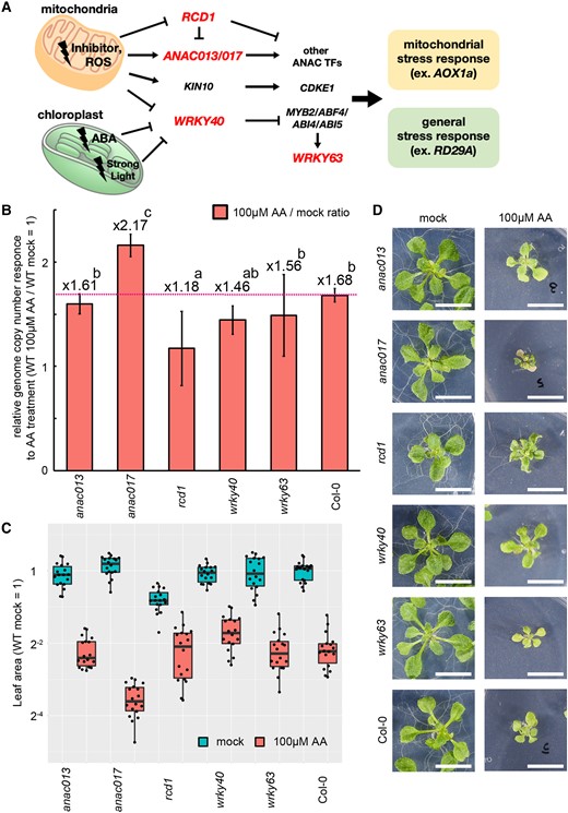 Screening of genes controlling mitochondrial genome responses. A, Schematic models of transcription factors involved in response to mitochondrial dysfunction. Loss-of-function mutants of the genes shown in red were used in the analysis. ROS, reactive oxygen species; ABA, abscisic acid; TF, transcription factors; KIN10, SNF1 kinase homolog 10; CDKE1, cyclin-dependent kinase E1; MYB2, MYB domain protein 2; ABF4, ABRE binding factor 4; ABI4/5, ABA insensitive 4/5. B–D, Mitochondrial genome copy number (B), leaf area (C) and their representative phenotypes (D) of the mutants. Plants grown for 14 days in solid medium containing Antimycin A (100 µM) and no inhibitors (mock) were used. B, Each gene was standardized by TUA6, and relative values (wild-type as 1) are shown. Values are means ± SD of n = 18 from independent experiments. Characteristics of the boxplots are similar to Figure 1, G, 8, B–E, and 9C. The different letters indicate significant differences between groups by a one-way ANOVA with post hoc Tukey's test (P < 0.05). D, All scale bars are 1 cm.