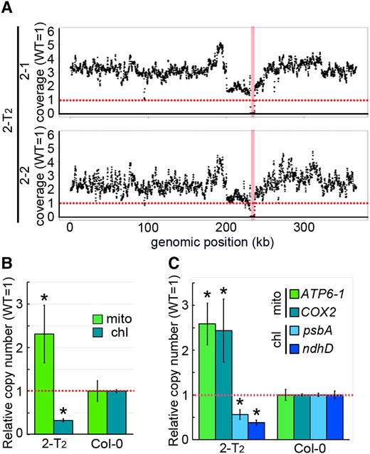 Mitochondrial genome relative coverage in nad7 KO. A, Relative coverage variation of mitochondrial genome. B, Organelle genome copy number per cell estimated by WGS. Relative values (wild-type as 1) are shown. The vertical red bands indicate the 5.5 kb deleted region in (A). C, Organelle genome copy number per cell estimated by qPCR. Each gene was standardized by TUA6, and relative values (wild-type as 1) are shown. Horizontal red dotted line means the average wild type's copy number for each genomic region (A). For (B) and (C), values are means ± SD of 2-T2: n = 2, wild-type: n = 4. * indicates statistical significance by Student's t test (P < 0.05). chl, chloroplast genome encoded genes; mt, mitochondrial genome encoded genes.