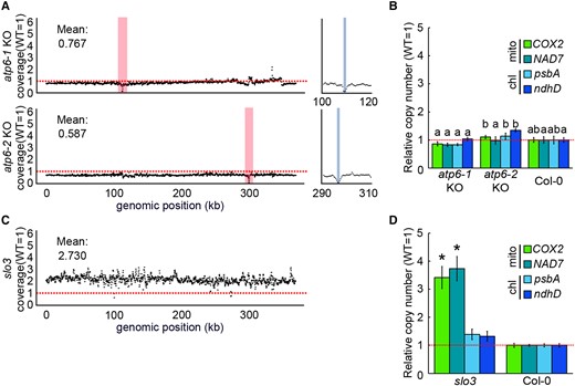 Depletion of functional NAD7 mRNA causes mitochondrial genome copy number increase. A, C, Relative coverage variation of mitochondrial genome in atp6-1 and atp6-2 KO (A), and slo3 (C). Red vertical bar indicates the target site of mitoTALEN. The right column is a magnified area around the target site, and the gray indicates the deleted regions in each strain, and horizontal red dotted line indicate means the wild type's copy number for each genomic region. B, D, Organelle genome copy number per cell estimated by qPCR for atp6-1 and atp6-2 KO (B), and slo3 (D). Organelle genome copy number per cell estimated by qPCR. Each gene was standardized by TUA6, and relative values (wild-type as 1) are shown. Values are means ± SD of n = 3 or more for each strain. The different letters indicate statistical significance between groups by a one-way ANOVA with post hoc Tukey's test (P < 0.05) in (B), and * indicates statistical significance by Student's t test (P < 0.05) in (D).