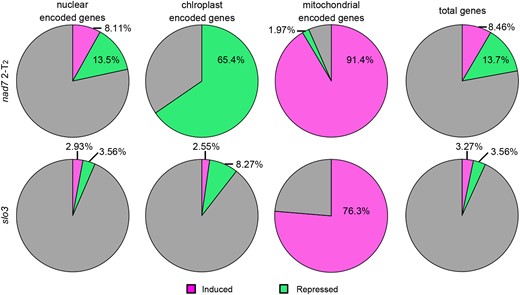 Transcriptional profiles in nad7 KO and slo3. The proportion of differentially expressed genes (DEGs) against total genes encoded in each genome. From left to right, DEGs proportion among nuclear-encoded genes, mitochondrial-encoded genes, plastid-encoded genes, and the total genes (total genes encoded in nuclear, mitochondrial, and chloroplast genomes). DEGs with log2 FC (fold change) > 1 are shown as induced genes (magenta), and genes with log2 FC < −1 are shown as suppressed genes (green).