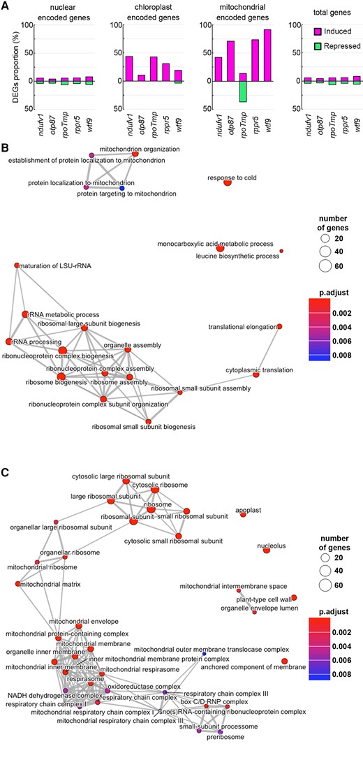 Transcriptional profiles in mutants with various mitochondrial dysfunctions. A, The proportion of differentially expressed genes (DEGs) against total genes encoded in each genome. From left to right, DEGs proportion among nuclear-encoded genes, mitochondrial-encoded genes, plastid-encoded genes, and the total genes (total genes encoded in nuclear, mitochondrial, and chloroplast genomes). DEGs with log2 FC (fold change) > 1 are shown as induced genes (magenta), and genes with log2 FC < −1 are shown as suppressed genes (green). B, C, Association between GO terms of Biological Process class (B) and Cellular Component class (C) for terms detected in all five mitochondrial dysfunction mutants.