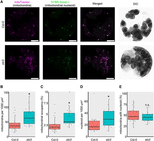 Mitochondrial morphology in slo3. A: Representative images of the protoplasts. From left to right: mitoTracker stain for mitochondria, SYBR Green I stain for nucleic acids, especially for mitochondrial nucleoids, merged image of two fluorescent images, and DIC (differential interference contrast). Scale bars = 10 µm. B–E, Protoplast analysis; number of mitochondrial particles per cell (B), mitochondrial area per cell (C), number of mitochondrial nucleoid bodies per cell (D), and percentage of mitochondrial particles with nucleoid (E). A total of 829 mitochondrial particles from 22 cells in the wild type and 1,601 mitochondrial particles from 19 cells in slo3 were analyzed. Characteristics of the boxplots are similar to Figure 1G. * indicates statistical significance by Student's t test (P < 0.05).