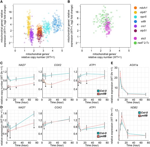 The relationship between mitochondrial genome copy number and expression under increased or decreased copy number. A, B, Relationship between mitochondrial genome copy number and transcript abundance. The horizontal and vertical axes are the relative copy number and transcript abundance of mitochondrial genes, respectively. Each point on the scatter plot corresponds to a gene in the organelle genome. C–E, The copy number (C) and expression (D, E) of mitochondrial genes and mitochondrial dysfunction responsive genes in polIB with transient AA treatment. Each gene was standardized by TUA6, and relative values (wild-type 0 hour as 1) are shown. Values are means ± SD of n = 5 for each time point. * indicates statistical significance by Student's t test (P < 0.05) between polIB and Col-0 at the same time point.