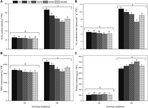 Effects of seed priming with different melatonin concentrations on H2O2, O2− production, MDA content, and proline content under DS conditions. (A) H2O2, (B) O2− production, (C) MDA content, and (D) proline content. No priming (NP): unprimed seeds; hydro-priming (HP): primed in water only; no-stress (NS): no PEG-6000 was added; DS: 15% PEG-6000 was added; melatonin-priming (M1): 250 µM melatonin; melatonin-priming (M2): 500 µM melatonin; melatonin-priming (M3): 1000 µM melatonin. Data represent means ± Se of three replicates. Different letters indicate significant differences based on LSD test (P < 0.05).