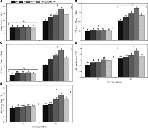 Effects of seed priming with different concentration of melatonin on SOD activity, POD activity, CAT activity, GSH activity, and ASA activity under DS conditions. (A) SOD activity (B) POD activity (C) CAT activity (D) GSH activity, and (F) ASA activity. No priming (NP): unprimed seeds; hydro-priming (HP): primed in water only; no-stress (NS): no PEG-6000 was added; DS: 15% PEG-6000 was added; melatonin-priming (M1): 250 µM melatonin; melatonin-priming (M2): 500 µM melatonin; melatonin-priming (M3): 1000 µM melatonin. Data represent means ± Se of three replicates. The number of germinated seeds was counted daily and the process germination was terminated 15 days after sowing (DAS). Bars represent ± Se of three replicates. Difference in letters indicates significant differences according to LSD test (P < 0.05).