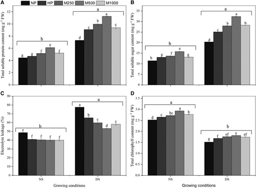Effects of seed priming with different melatonin concentrations on total soluble protein, total soluble sugar, EL, and total chlorophyll content under DS conditions. (A) Total soluble protein, (B) total soluble sugar, (C) EL, and (D) total chlorophyll content. No priming (NP): unprimed seeds; no-stress (NS): hydro-priming (HP): primed in water only; no PEG-6000 was added; DS: 15% PEG-6000 was added; melatonin-priming (M1): 250 µM melatonin; melatonin-priming (M2): 500 µM melatonin; melatonin-priming (M3): 1000 µM melatonin. Data represent means ± Se of three replicates. Different in letters indicate significant differences according to the LSD test (P < 0.05).