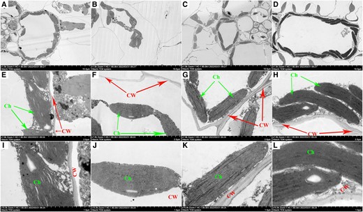 Effects of melatonin-priming on leaf ultrastructure of maize leaves cells, chloroplasts and cell wall under PEG-6000 simulated DS (15% PEG) compared to no-priming treatments under normal (0% PEG). Figures A, B, C, and D represent the effect of NP + NS, NP + DS, M1 + DS and M2 + DS treatments on cells (a–d, ×1,500 magnification, scale bars = 10 μm). Figures E, F, G, and H represent the effect of NP + NS, NP + DS, M1 + DS and M2 + DS treatments on ultrastructure changes in chloroplasts and cell wall (E–H, ×7,000 magnification, scale bars = 2 μm). Similarly, I, J, K, and L represent the effect of NP + NS, NP + DS, M1 + DS and M2 + DS treatments on ultrastructure changes in chloroplasts and cell wall (i–k, ×15,000 magnification, scale bars = 1 μm) CW, cell wall and Ch, chloroplast.