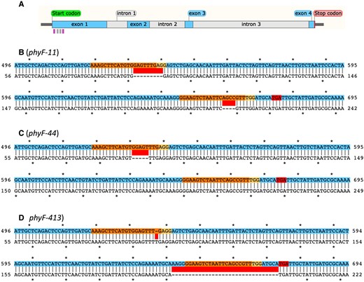Molecular structure of CRISPR-induced phyF alleles. A: Structure of PHYF indicating the location of gRNA target sequences in exon 1 and the location of the genotyping primers (see Supplemental Table 1). The forward and reverse priming sites are indicated by the left and right pink vertical bars, respectively, underneath the gene model. The gRNA target sequences are shown as gray vertical bars under the gene model. B-D: Alignments of mutations in phyF-11, phyF-44, and phyF-413, respectively. The color-coded sequence (top line) depicts part of exon 1 of wild-type PHYF. The gRNA target sites and the corresponding protospacer adjacent motif (PAM) sites are shown in orange and yellow, respectively. Insertion and deletion mutations are indicated by red bars between the sequences. Premature TGA stop codons resulting from CRISPR-induced mutations are indicated in the top sequence in red.