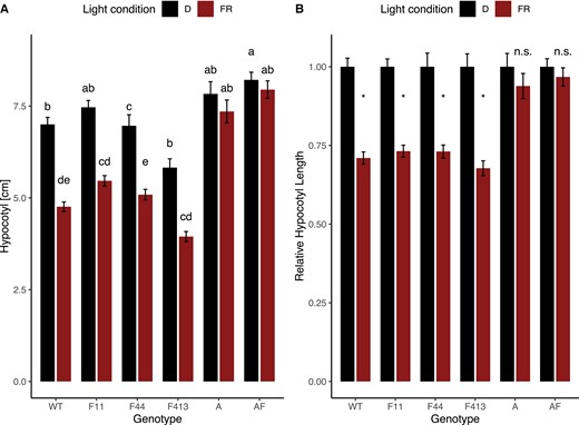 Unlike PHYA, PHYF is not required for the response to FRc light. Seeds were germinated in the dark for 3–4 days. Seedlings were selected for synchronous germination and transferred to experimental conditions for four additional days as described in the Methods and measured using ImageJ. A two-way ANOVA showed a significant effect of interaction between genotype and light condition on hypocotyl length (P < 0.001). Tukey post hoc analysis was subsequently performed. Means not connected by the same letter are statistically significantly different from each other at P < 0.05. An asterisk indicates statistical significance at P < 0.05 from the dark treatment. For each genotype, at least three biological replicates were performed and data pooled for this figure. Sample sizes were as follows (dark/far-red): A = 71 (38/33), AF = 84 (46/38), F11 = 105 (53/52), F413 = 81 (38/43), F44 = 90 (40/50), WT = 106 (55/51). Error bars reflect SE. Gene abbreviations are as in Figure 2. A: shows data as absolute values; B: shows data as values relative to the dark response. Both A and B use the same data set. FRc = continuous far-red light; D = dark, FR = far-red light; n.s. = not significant.