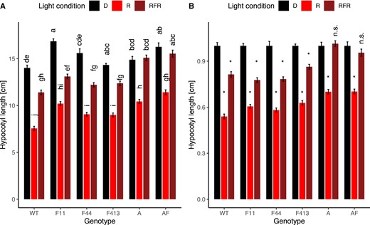 PHYA, but not PHYF, is required for FR reversibility to a R pulse. Seeds were germinated in the dark for 3–4 days. Synchronously germinated seedlings were transferred to experimental conditions. Seedlings were treated with pulses of R, R followed by FR, or kept in the dark, as described in the Materials and Methods. After four days in experimental conditions, plants were photographed and hypocotyl lengths measured using ImageJ. A 2-way ANOVA showed a significant effect of interaction between genotype and light condition on hypocotyl growth (P < 0.001). Subsequently, a Tukey posthoc test was performed. Means not connected by the same letter are statistically significantly different from each other at P < 0.05. An asterisk indicates statistical significance at P < 0.05 from the dark treatment. For each genotype, at least four biological replicates were performed and data pooled for this figure. Sample sizes were as follows (dark/red/red + far-red): A = 130 (42/44/44), AF = 133 (43/49/41), F11 = 122 (39/42/41), F413 = 124 (40/43/41), F44 = 122 (36/48/38), WT = (41/54/42). Error bars reflect SE. Gene abbreviations are as in Figure 2. A: shows data as absolute values; B: shows data as values relative to the dark response. Both A and B use the same data set. D = dark, R = red light; RFR = red light followed by a far-red pulse; n.s. = not significant.