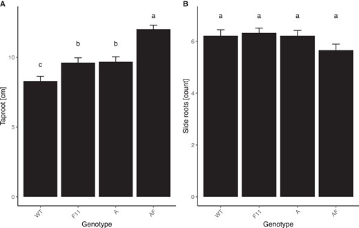 Taproot length is additively regulated by both phyA and phyF. Seeds were germinated and grown in vermiculite soaked in Hoagland solution and grown for 3 weeks. Roots were photographed and analyzed using ImageJ. A: The length of the longest taproot was measured and analyzed using one-way ANOVA (P < 0.001) followed by Tukey post hoc analysis. B: The total number of side roots were counted and analyzed by a one-way ANOVA (P = 0.116), showing they did not differ between genotypes. Means not connected by the same letter are statistically significantly different from each other at P < 0.05. Sample sizes for both experiments were as follows: A = 54, AF = 64, F11 = 54, WT = 64. Error bars reflect SE. Gene abbreviations are as in Figure 2.