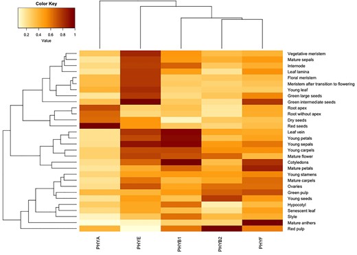 PHYF is expressed weakly to moderately in hypocotyls and other young tissue but is more strongly expressed in older tissues. Data were mined from the Transcriptome Variation Analysis database http://travadb.org/and visualized using R software. Each gene's expression patterns are normalized against their highest expression value (darkest shade of red). Lower expression levels correspond to lower color values/lighter shades/yellow, higher expression levels correspond to higher color values/darker shades/red-brown.