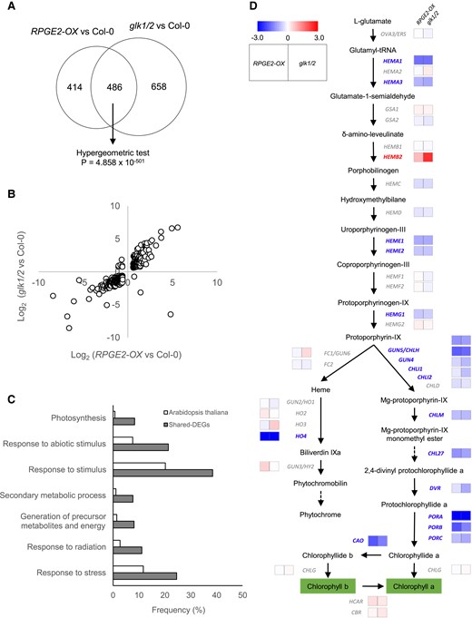 RPGE2-OX and the glk1/2 mutant possess similar transcriptomes characterized by the repression of chlorophyll biosynthetic and photosynthetic genes. A, A Venn diagram showing the significant overlap between DEGs of the RPGE2 (RPGE2-OX vs Col-0) and glk1/2 (glk1/2 vs Col-0) mutants. Transcriptome analyses were performed with seedlings grown under continuous white light (50 µmol m−2s) for 7 days. The hypergeometric test was used to test the statistical significance of the overlap between the 2 sets of DEGs. B, Co-regulation of the shared DEGs. Log2(Fold Change) of the shared DEGs identified in (A) is plotted. C, Gene ontology (GO) analysis of the shared DEGs showing enrichment for photosynthesis-related terms. The top 7 enriched biological processes are ranked by their P-values. Black bars indicate the percentage of the shared DEG genes belonging to each GO category, while the white bars indicate the percentage of all Arabidopsis genes belonging to each GO term. D, Reduced expression of chlorophyll biosynthetic genes mapped to the tetrapyrrole biosynthetic pathway. The log2 expression fold change of each gene in RPGE2-OX and the glk1/2 mutant compared with wild-type (Col-0) are indicated by colored squares next to the gene name. The colored bar indicates the log2 expression fold change.