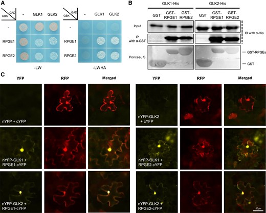 RPGEs interact with GLKs. A, Interaction between RPGEs and GLKs shown by a yeast 2-hybrid assay. RPGEs were cloned into a GAL4 DNA-binding domain plasmid (GBK) and GLKs were cloned into a GAL4 DNA activation domain plasmid (GAD). Empty vectors used as negative controls are indicated by—signs. Transformed yeasts were grown on a synthetic dropout medium lacking either Leu and Trp (-LW) or Leu, Trp, His, and Ade (-LWHA). B, In vitro binding assay showing the interaction between RPGEs and GLKs. His-tagged GLKs were precipitated with resin-bound GST-tagged RPGEs and the precipitated proteins were immunoblotted with His antibody (a-His) or GST antibody (a-GST). The lower panel shows sepharose-bound GST or GST-RPGE proteins stained with Ponceau S. C, Bimolecular fluorescence complementation (BiFC) assay showing the interaction between RPGE and GLK2 in N. benthamiana. N-yellow fluorescent protein (nYFP) was fused to the N-terminus of GLK1 or GLK2 (nYFP-GLK1, nYFP-GLK2), and cYFP was fused to the C-terminus of RPGE1 or RPGE2 (RPGE1-cYFP, RPGE2-cYFP). Red fluorescent protein (RFP) was co-expressed as a positive control for transfection. YFP and RFP signals were imaged with an epifluorescence microscope. Bar = 50 µm.