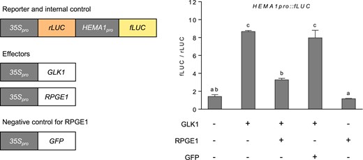RPGE1 inhibits the transactivation activity of GLK1. GLK1 was introduced to Arabidopsis protoplasts with or without RPGE1 and GFP. The reporter genes, HEMA1pro-driven firefly luciferase (fLUC) and the 35Spro-driven Renilla luciferase (rLUC) gene, were also introduced. The transactivation activity was measured as the fLUC/rLUC ratio. Error bars indicate SE (n = 3 biological replicates). Letters indicate statistical significance, as determined by ANOVA with Tukey's HSD post-hoc test for multiple comparisons (P < 0.01).