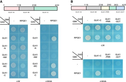RPGE1 binds to the dimerization domain of GLK1. A, Interaction between RPGE1 and the GLK1-C domain, as shown by yeast 2-hybrid assay. RPGEs were cloned into the GAL4 DNA-binding domain plasmid (GBK) and GLK domains were cloned into the GAL4 DNA activation domain plasmid (GAD). Empty vectors used as negative controls are indicated by—signs. Transformed yeasts were grown on a synthetic dropout medium lacking either Leu and Trp (-LW) or Leu, Trp, His, and Ade (-LWHA). Upper diagram shows truncation scheme that divides GLK1 into 3 domains (GLK-N, GLK1-N, GLK1-C). B, Interaction between RPGE1 and the dimerization domain (GCT domain) of GLK1, as shown by yeast 2-hybrid assay. Notations are identical to those in (A). Upper diagram shows the scheme for further truncation of the GLK1-C domain.