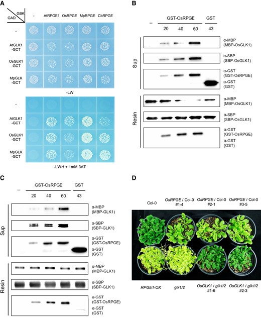 RPGE homologs bind to the dimerization domains of GLK homologs. A, Interspecies-wide interaction between RPGE homologs and the dimerization domains of GLK homologs RPGEs are cloned into the GAL4 DNA-binding domain plasmid (GBK) and GLK dimerization domains are cloned into the GAL4 DNA activation domain plasmid (GAD). Empty vectors used as negative controls are indicated by—signs. Transformed yeasts were grown on a synthetic dropout medium lacking either Leu and Trp (-LW) or Leu, Trp, and His with 1 mM 3-amino-1,2,4-triazole (-LWH + 1 mM 3-AT) OsRPGE (Os03g0280400), MpRPGE (Mapoly0002s0278), CbRPGE (G70694), and MpGLK (Mapoly0156s0007) B, The disruption of rice GLK1 dimerization by a rice RPGE homolog in vitro. GST-fused OsRPGE was added to streptavidin resin-bound SBP-OsGLK1/SBP-OsGLK1 and SBP-OsGLK1/MBP-OsGLK1. After the elution, the immunoblot was used to determine each protein with corresponding antibody (α-GST, α-SBP, and α-MBP) both in the supernatant (Sup) and in the resin. The addition of buffer only or GST is indicated by minus (−) sign and GST, respectively. C, The disruption of Arabidopsis GLK1 dimerization by a rice RPGE homolog in vitro. GST-fused OsRPGE was added to streptavidin resin-bound SBP-GLK1/SBP-GLK1 and SBP-GLK1/MBP-GLK1. Notations are identical to (B). D, Functional conservation of OsRPGE and OsGLK1 in Arabidopsis. Transgenic plants expressing OsRPGE in Col-0 background (OsRPGE/Col-0) develop pale green leaves, while and transgenic plants expressing OsGLK1 in the glk1/2 mutant background (OsGLK1/glk1/2) develop dark green leaves. Plants are grown in an LD condition (16 hours light/8 hours dark; white light, 100 µmol m−2s) at 22°C for 28 days.