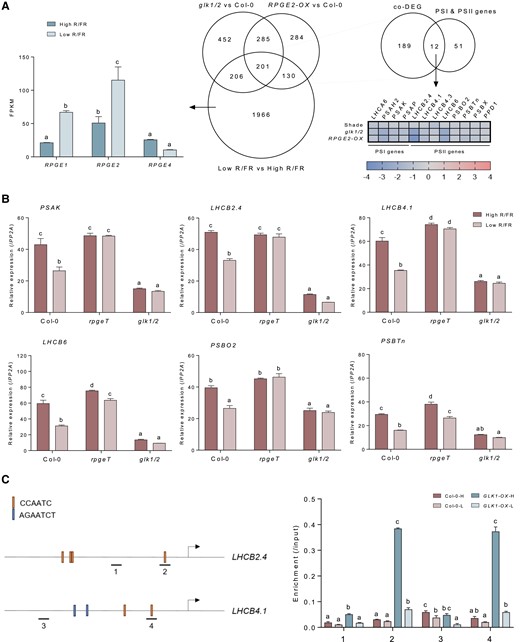 Shade represses the expression of photosynthetic genes through RPGE-GLK regulatory pairs. A, The repression of photosynthetic genes by shade, RPGE2-OX, and the glk1/2 mutant. The graph on the left shows the expression changes of RPGE1, RPGE2, and RPGE4 by shade in Col-0. Letters indicate statistical significance, as determined by an ANOVA with Tukey's HSD post-hoc test for multiple comparisons (P < 0.01). Error bars = SE (n = 3 biological replicates). The Venn diagram in the middle shows the overlap between DEGs observed under shade, RPGE2-OX, and the glk1/2 mutant. The DEGs of RPGE2-OX and the glk1/2 mutant are as presented in Figure 2A. The DEGs under shade are derived from a transcriptome of 4-day-old high R/FR (red light, 20 µmol m−2s; blue light, 20 µmol m−2s; far-red light, 10 µmol m−2s) light-grown Col-0 seedlings transferred to low R/FR light (red light, 2 µmol m−2s; blue light, 2 µmol m−2s; far-red light, 10 µmol m−2s) for 6 hours at 22°C. The Venn diagram on the right shows the overlap of co-DEGs for the 3 transcriptomes and the set of photosystem I (PSI) and PSII genes. The heatmap below the Venn diagram shows the log2 expression fold changes of the overlapped PSI and PSII genes under shade and in RPGE2-OX and the glk1/2 mutant. The increased expression of RPGE1 and RPGE2 in the shade transcriptome is indicated by a graph on the left. B, The RPGE-GLK regulatory pair-dependent repression of photosynthetic genes under shade. For the expression analysis, seedlings grown in high R/FR light for 4 days were transferred to low R/FR light for 2 hours at 22°C. mRNA expression levels were determined by RT-qPCR and normalized with respect to PP2A. Letters indicate statistical significance, as determined by an ANOVA with Tukey's HSD post-hoc test for multiple comparisons (P < 0.01). Error bars = SE (n = 3 biological replicates). C, The inhibition of GLK1 targeting to promoters of GLK1 target genes by shade. Diagrams show LHCB2.4 and LHCB4.1 promoters. Underline, promoter fragment for ChIP-qPCR; arrow, transcription start site. Each underline 1 or 2 indicates 595 base pair (bp) to 694 bp, or 97–196 bp upstream of LHCB2.4 transcription start site (TSS), and each underline 3 or 4 indicates 1,218 base pair (bp) to 1321 bp, or 200–297 bp upstream of LHCB4.1 TSS. ChIP assay was performed with Col-0 or transgenic seedlings expressing GLK1 (GLK1-OX) grown in high R/FR for 4 days and kept in high R/FR for additional 4 hours (-H) or transferred to low R/FR for 4 hours (-L) at 22°C. Error bars indicate SD (n = 3, biological replicates). Letters indicate statistical significance, as determined by ANOVA with Tukey's HSD post-hoc test for multiple comparisons (P < 0.01).