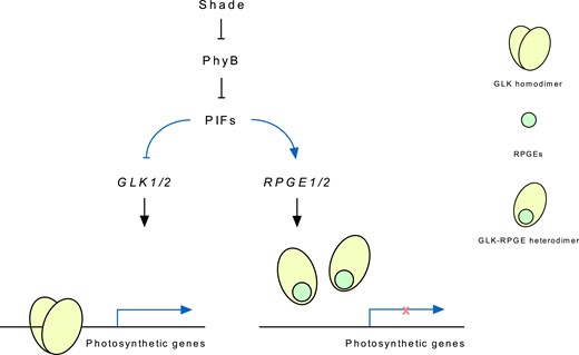 A diagram depicting the repression of photosynthetic genes under shade through RPGE-GLK regulatory pairs. Shade stabilizes PIFs by inactivating phyB. The stabilized PIFs repress the expression of GLK mRNAs by directly binding to their promoters. At the same time, PIFs also directly bind to RPGE1 and RPGE2 promoters and activate the expression of their mRNAs. The increased RPGE proteins inhibit the DNA binding of GLK proteins by binding to their GCT domain to disrupt dimerization. The reduction of GLK mRNAs and the inhibition of GLK proteins under shade ensure the shade-induced repression of GLK target photosynthetic genes. The blue lines indicate transcriptional regulation.