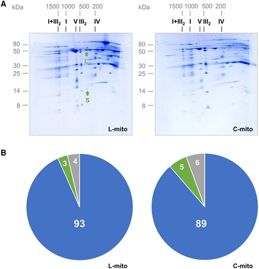 Purity of mitochondrial fractions. The purity of mitochondrial fractions was determined by 2D BN/SDS-PAGE (A) and by summed-up peptide intensities of subcellular compartments based on protein assignments as given by the Subcellular localization database for Arabidopsis proteins (SUBAcon; www.suba.live) (B). A, Mitochondria were isolated from Arabidopsis leaves (L-mito) and cell cultures (C-mito). Proteins were separated by 2D BN/PAGE and Coommassie-stained. Numbers on top and to the left of the 2D gels refer to the masses of standard protein complexes/proteins (in kDa), the roman numbers above the gels to the identity of oxidative phosphorylation (OXPHOS) complexes. I + III2: supercomplex consisting of complex I and dimeric complex III; I: complex I; V: complex V; III2: dimeric complex III; IV: complex IV. The small (S; 14.5 kDa) and the large (L; 53.5 kDa) subunit of Rubisco are indicated by arrows. Mitochondrial preparations derive from three independent experiments, and 2D gels were run for each of the three extractions for L-mito and C-mito. Here one representative gel image is shown and the corresponding 2D gels of the two remaining biological replicates as well as one reference gel each for mitochondrial and chloroplast fractions from Arabidopsis cell culture (Mito ref) or leaves (Cp rev) are shown in Supplemental Figure 1. These three preparations were used for lipidomics with liquid chromatography tandem mass spectrometry (LC–MS/MS) (Figures 3, 5, and 6; Supplemental Figure 3) and proteomics (B). B, Mitochondrial fractions from Arabidopsis leaves and cell cultures were analyzed by label-free quantitative shotgun proteomics. Peptide intensities assigned to subcellular compartments were summed-up, and averaged results for L-mito and C-mito from the three independent experiments were visualized by pie charts (for detailed results see Supplemental Figure 2 and Supplemental Table 1). Blue: mitochondria; green: plastids; gray: others; numbers in %.