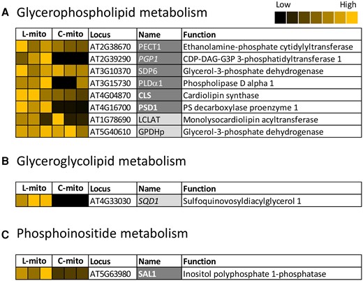 Mitochondrial localized proteins that are related to glycerolipid biosynthesis in Arabidopsis leaves (L-mito) and cell cultures (C-mito). A, Glycerophospholipid, (B) glyceroglycolipid, and (C) phosphoinositide metabolism. Proteins identified and/or localized in mitochondria were labeled (i) dark gray: proteins identified in the proteomic analysis of this study and also predicted to localize in mitochondria, (ii) light gray: proteins identified in the proteomic analysis of this study in mitochondria but predicted to localize in other organelles, (iii) bold font: exclusively localized in mitochondria and (iv) italic font: only identified in one of the mitochondrial populations. Heat maps visualize the protein abundance of three independent experiments of mitochondria purified from leaves and cell cultures from Figure 1 and listed in Supplemental Tables 1 and 3. The heat map colors represent mean intensity values according to the color map on the top right-hand side. The absolute values represented by each color map are deposited in Supplemental Table 1. Predicted protein localization was based on The Arabidopsis Information Resource (TAIR; www.arabidopsis.org) and the Subcellular localization database for Arabidopsis proteins (SUBAcon; www.suba.live).