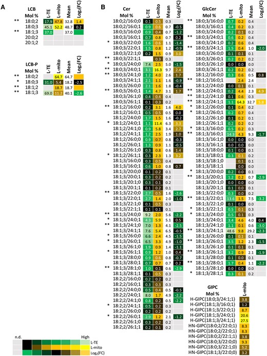 Profiles of the distribution and fold changes (FC) of the molecular sphingolipid species between total extracts and mitochondrial fractions isolated from Arabidopsis leaves (L-mito and L-TE). Heat map visualizations of (A) LCB, LCB-P, and (B) complex sphingolipids illustrate the difference of species distribution based on liquid chromatography tandem mass spectrometry (LC–MS/MS) analyses. Each lipid class is represented by one set of joined columns. Identity of columns in each set from left to right: Column 1 lists the individual lipid class and the identity of the detected molecular lipid species. Column 2 (L-TE) lists the respective distribution of each molecular species in L-TE, expressed as the mean of its relative values (mol %) in the three independent experiments also used for proteomics and for glycerolipid and sterol analysis (Figures 1, 3 and 6; Supplemental Table 1). Column 3 (L-mito) lists the respective distribution of each molecular species in L-mito, expressed as the mean of its relative values (mol %) in the three independent experiments also used for proteomics. Column 4 lists the mean distribution of both sample types, and column 5 (Log2(FC)) lists the binary logarithm of fold change. Binary logarithm was applied when the mean values are higher than 0.5 to inspect the FC between L-mito and L-TE. The heat map colors represent mean intensity values according to the color map on the low left-hand side. *, ** indicate P values <0.05 and <0.01, respectively, by Student's t-test. LCB, long-chain base; LCB-P, long chain base-phosphate; Cer, ceramide; GlcCer, glycosylceramide; GIPC, glycosyl inositol phosphoceramide.