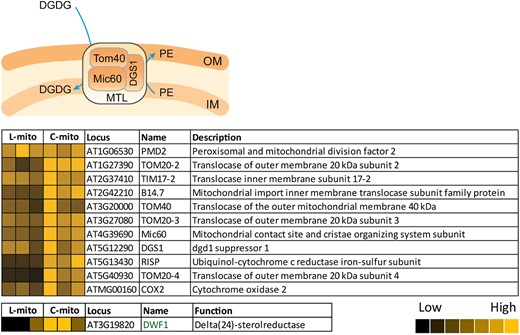Mitochondrial transmembrane lipoprotein (MTL) complex-associated proteins in mitochondria. Our proteomic analyses covered 186 of the 214 hypothetical subunits in the MTL complex (listed in Supplemental Table 4); 11 have been investigated by immunoblotting approaches in previous studies. Heat maps visualize the protein abundance of three independent experiments of mitochondria purified from leaves and cell cultures. The heat map colors represent mean intensity values according to the color map on the low right-hand side. The absolute values represented by each color map are deposited in Supplemental Table 1. OM, mitochondrial outer membrane; IM, mitochondrial inner membrane; DGDG, digalactosyldiacylglycerol; PE, phosphatidylethanolamine.